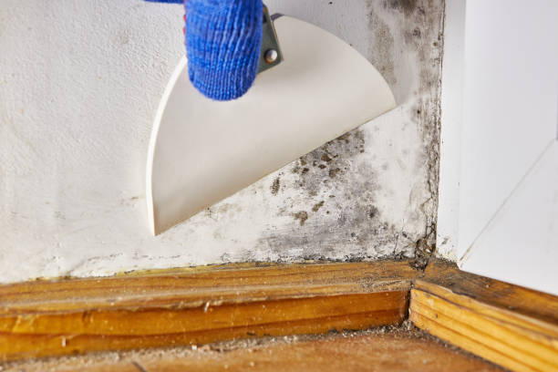 Best Water Damage & Mold Remediation  in Parkland, WA