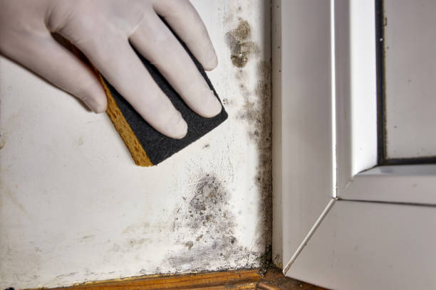 Trusted Parkland, WA Mold Removal Experts